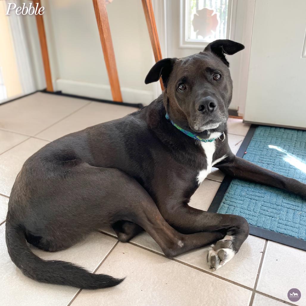 Enlarge Pebble, a Adoptable mixed breed in Hopkinton, MA image 6/6