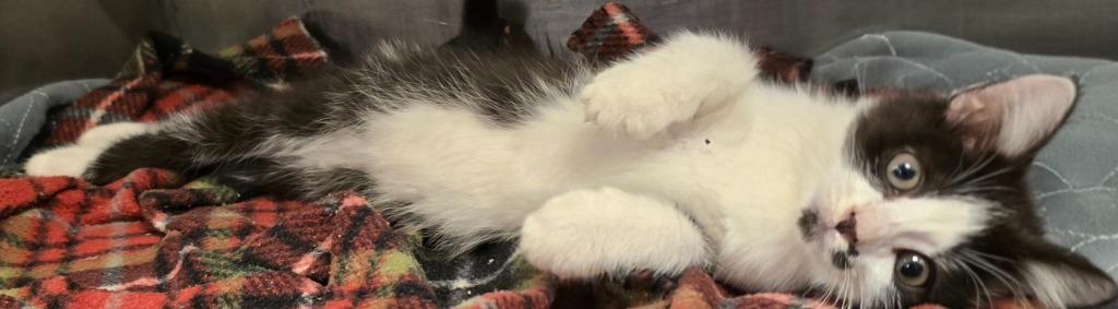 Enlarge Cindy Clawford, a Adoptable mixed breed in Murphysboro, IL image 2/3