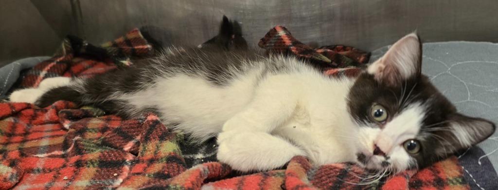 Enlarge Cindy Clawford, a Adoptable mixed breed in Murphysboro, IL image 3/3
