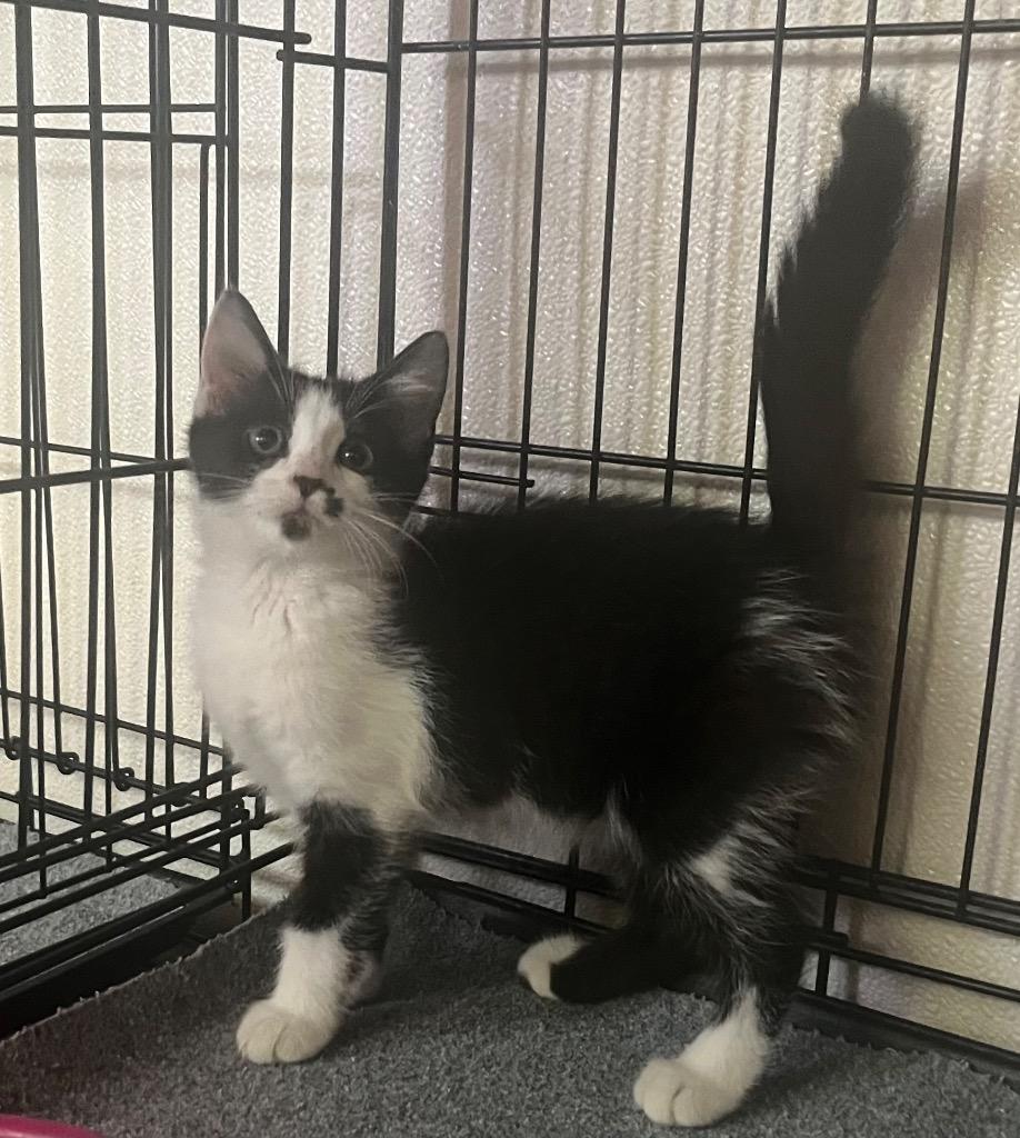 Enlarge Cindy Clawford, a Adoptable mixed breed in Murphysboro, IL image 1/3