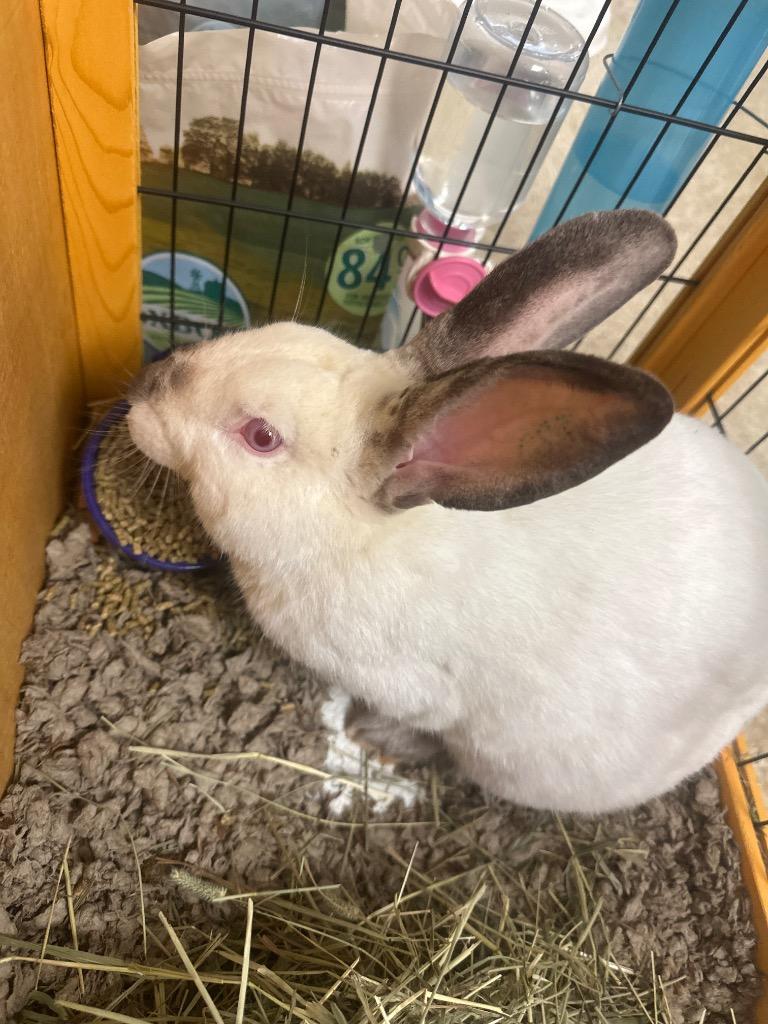 Travis The Rabbit / Maple, Adoptable, Young Male Californian.