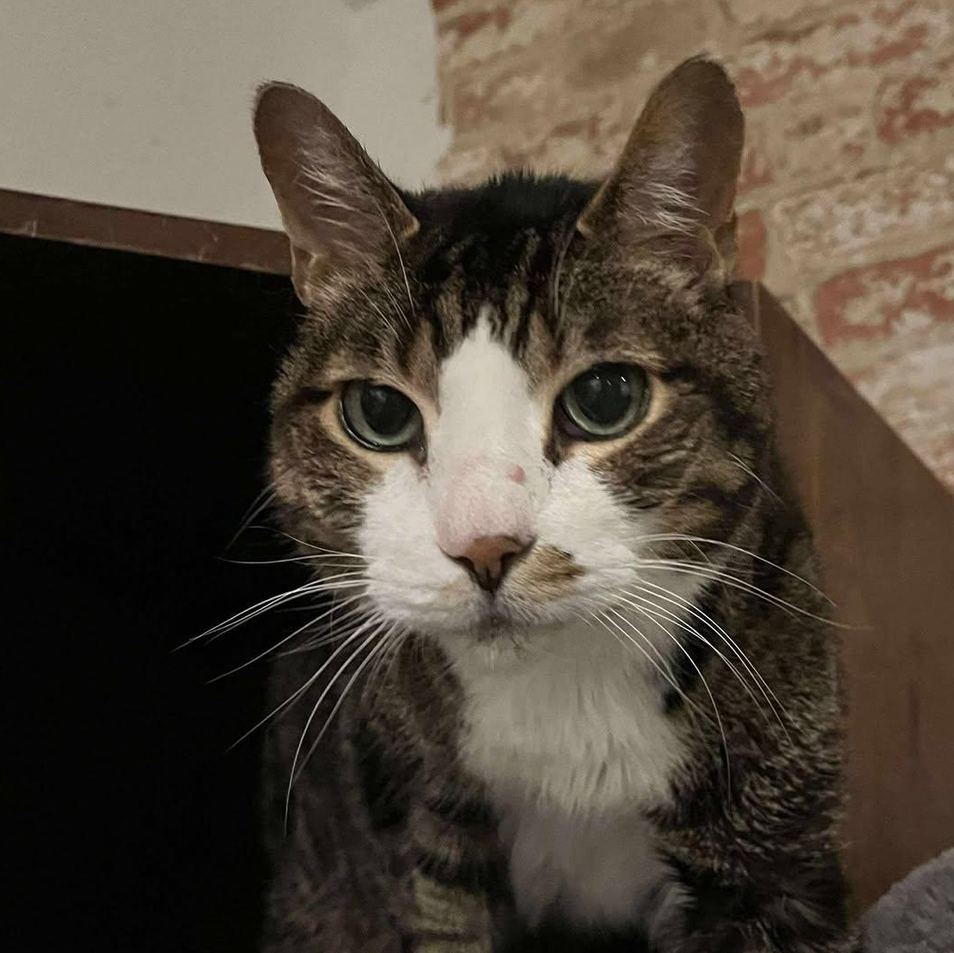 Enlarge Max (senior), an adopted Domestic Short Hair in Huntington, NY image 3/3