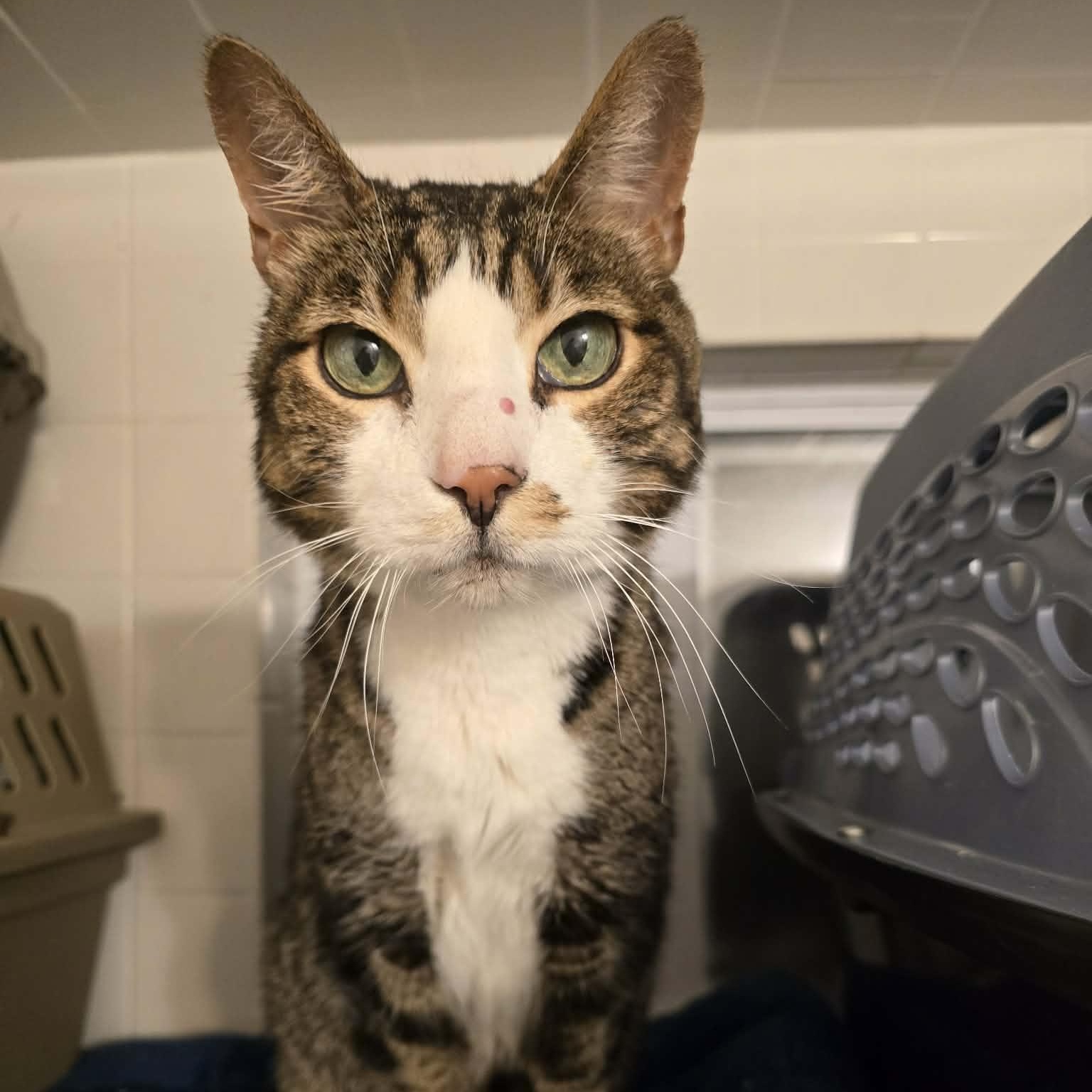 Enlarge Max (senior), an adopted Domestic Short Hair in Huntington, NY image 1/3