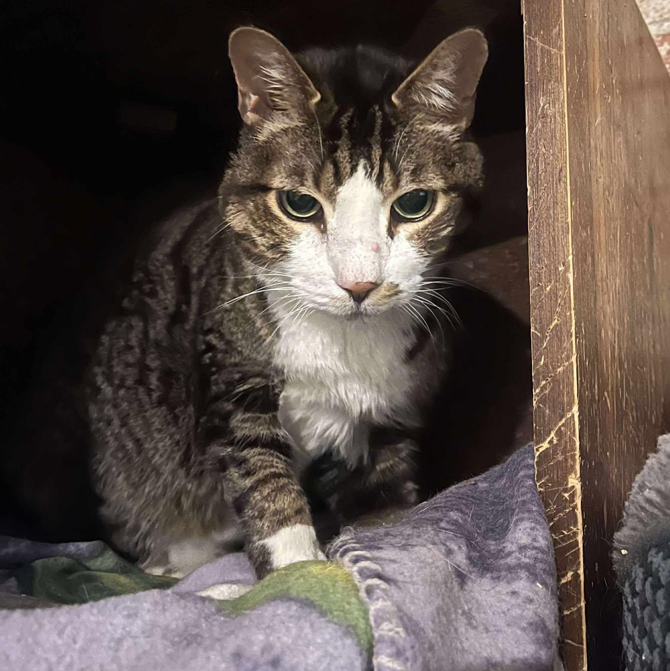 Enlarge Max (senior), an adopted Domestic Short Hair in Huntington, NY image 2/3