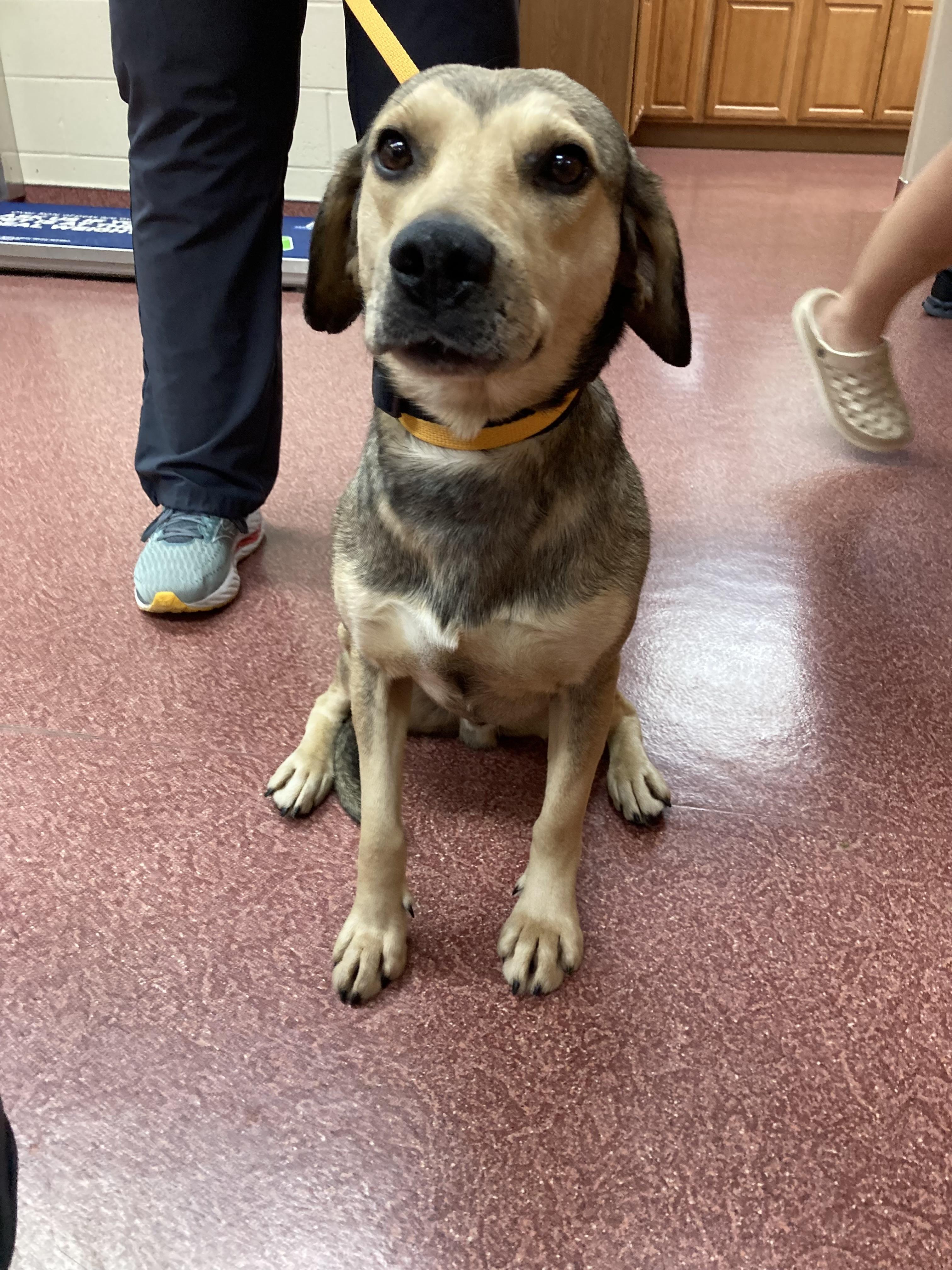 Boomhauer, Adopted, Adult Male Beagle.