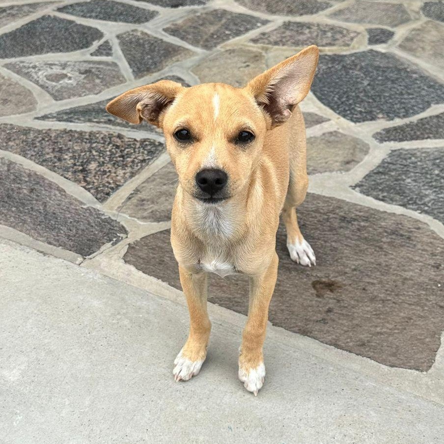 Enlarge Prancer, a Adoptable mixed breed in Sherwood, OR image 3/6