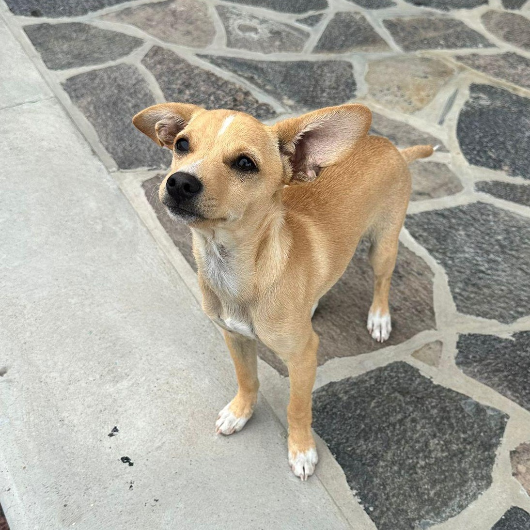 Enlarge Prancer, a Adoptable mixed breed in Sherwood, OR image 4/6