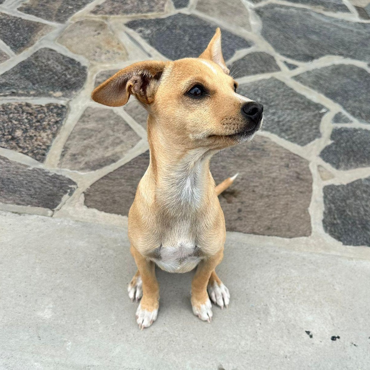 Enlarge Prancer, a Adoptable mixed breed in Sherwood, OR image 5/6