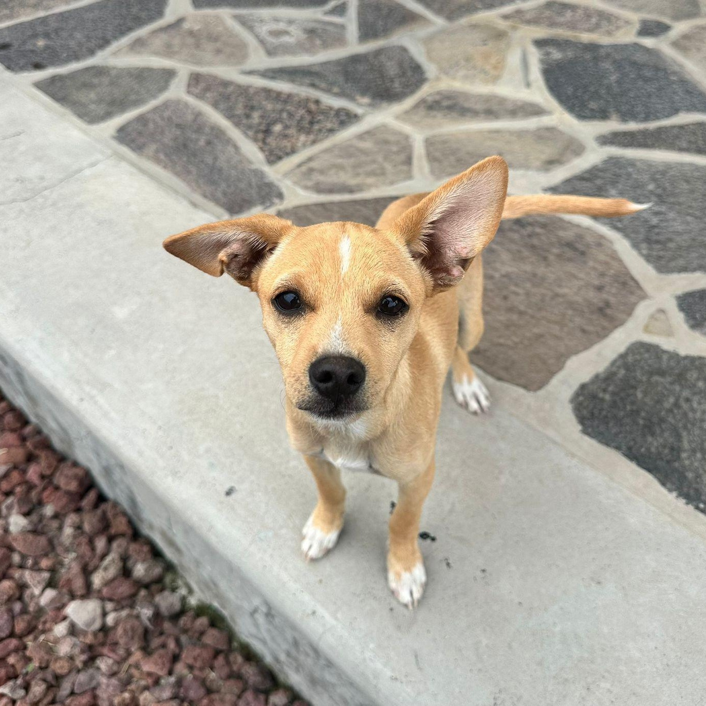 Prancer, Adoptable, Puppy Male Chihuahua & Poodle (Toy).