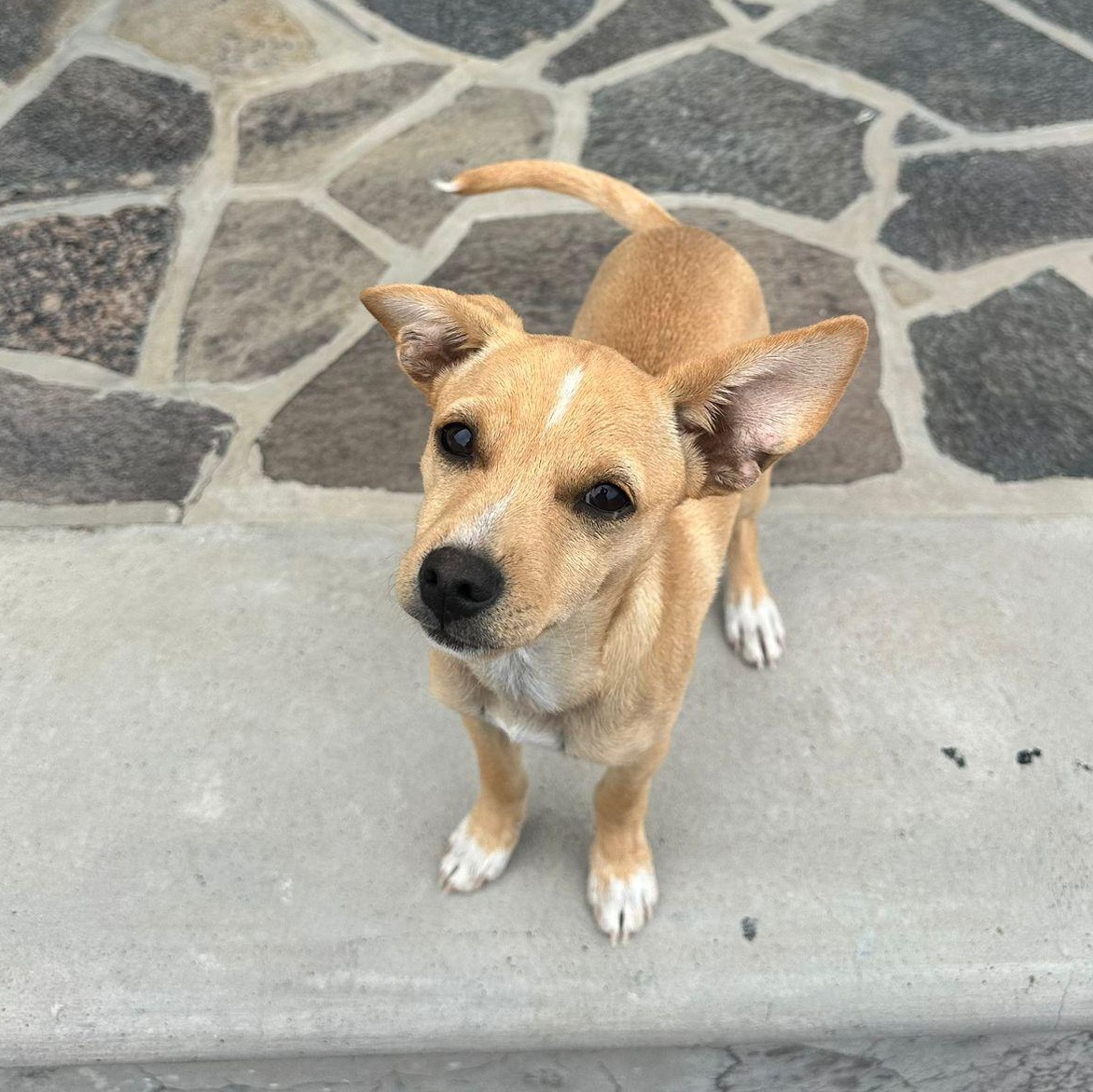 Enlarge Prancer, a Adoptable mixed breed in Sherwood, OR image 2/6