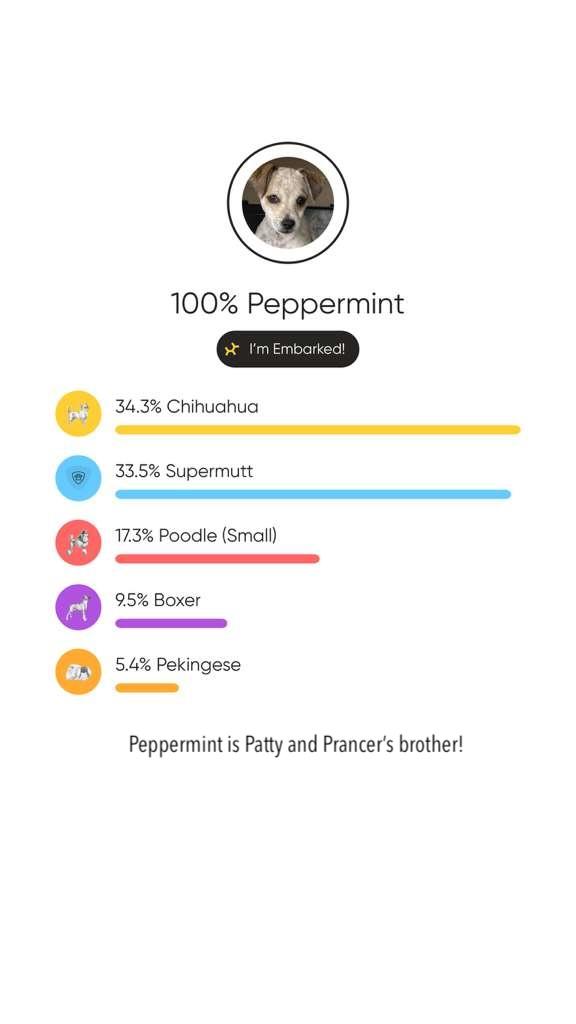 Enlarge Prancer, a Adoptable mixed breed in Sherwood, OR image 6/6