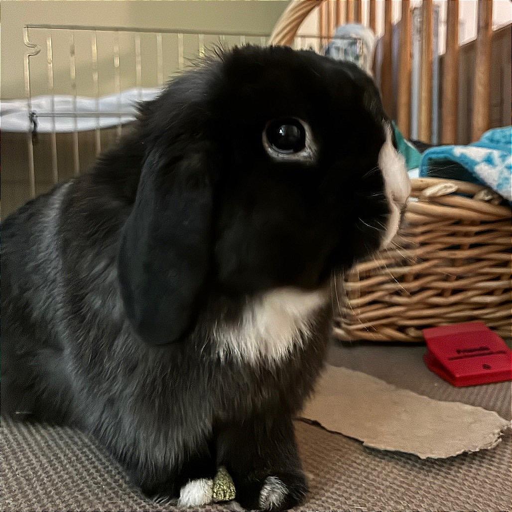 Kuro, a Adoptable Holland Lop in Baltimore, MD image 1/5