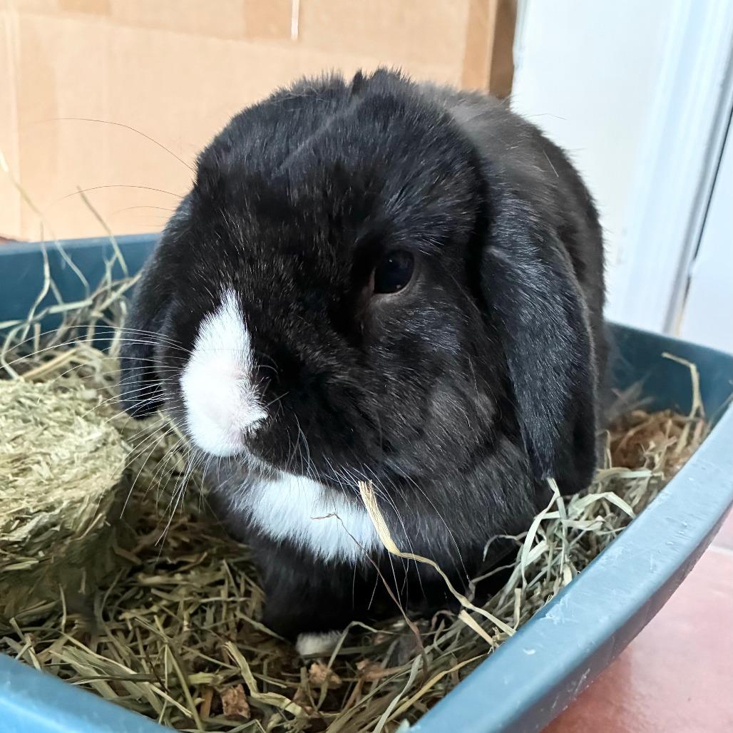 Kuro, a Adoptable Holland Lop in Baltimore, MD image 2/5