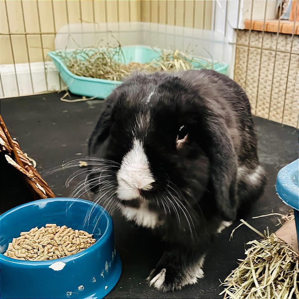 Kuro, a Adoptable Holland Lop in Baltimore, MD image 3/5
