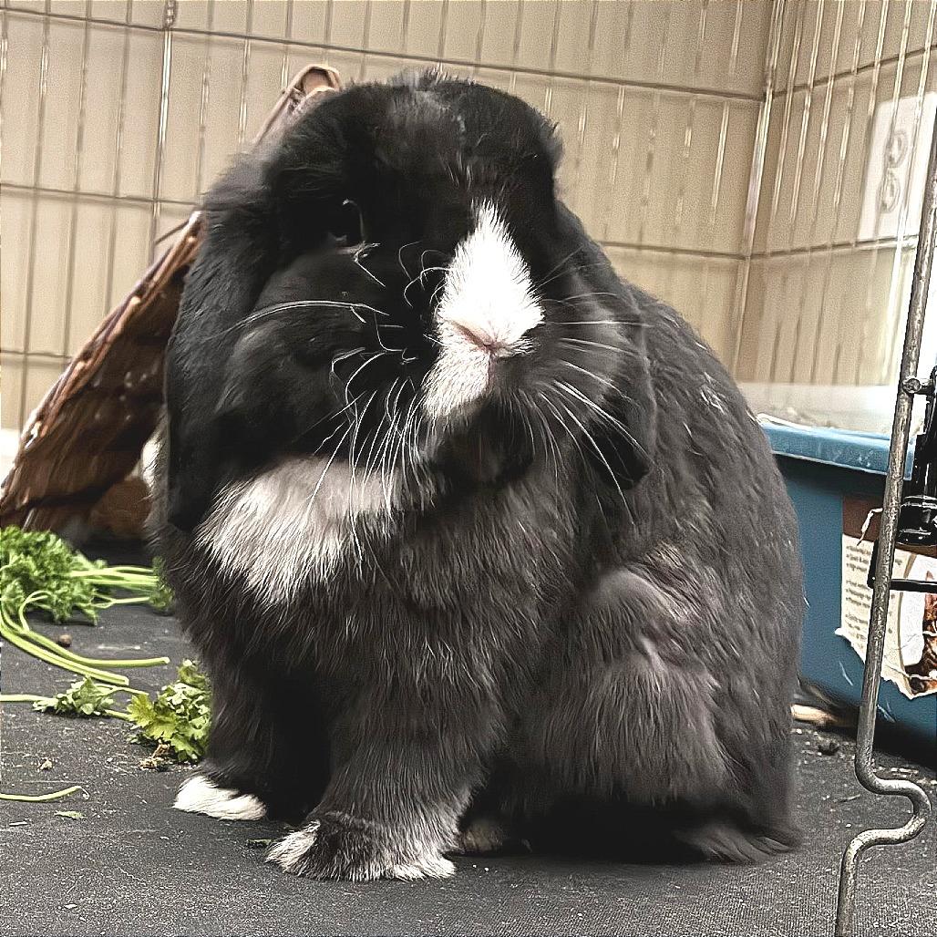 Kuro, a Adoptable Holland Lop in Baltimore, MD image 4/5