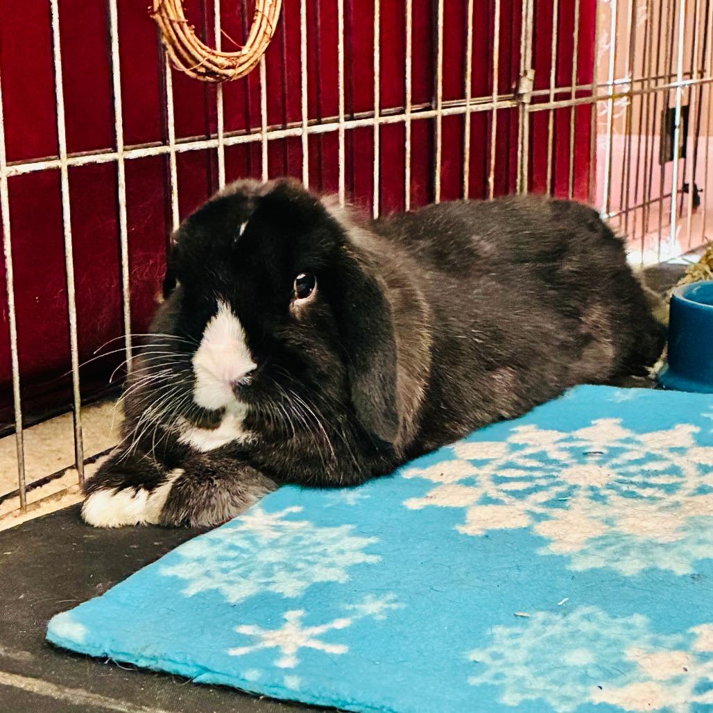 Kuro, a Adoptable Holland Lop in Baltimore, MD image 5/5