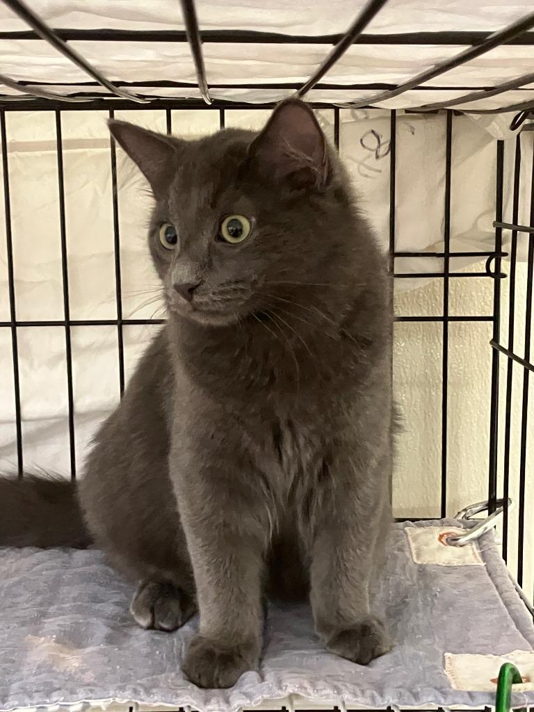 John, Adoptable, Kitten Male Russian Blue.