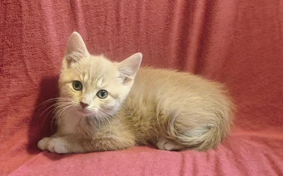 Enlarge Patricia, an adopted Domestic Medium Hair in Bradenton, FL image 4/4