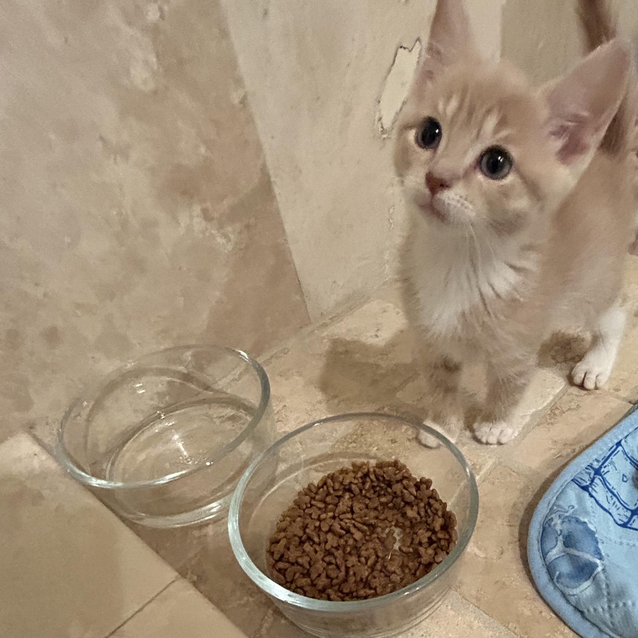Enlarge Patricia, an adopted Domestic Medium Hair in Bradenton, FL image 1/4