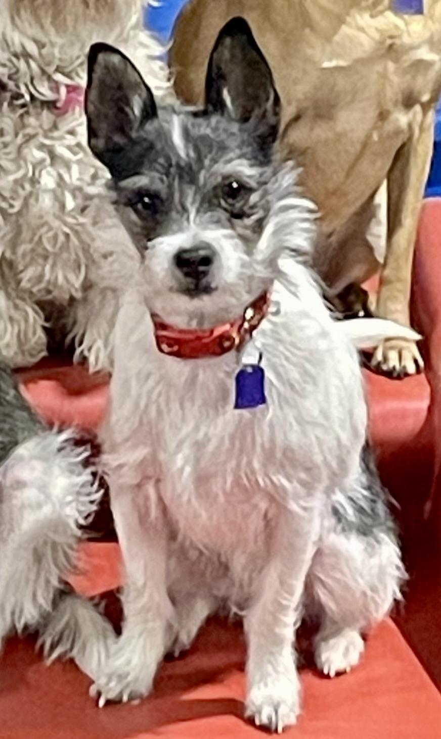 Enlarge Freddy, a Adoptable mixed breed in Gilbert, AZ image 1/2