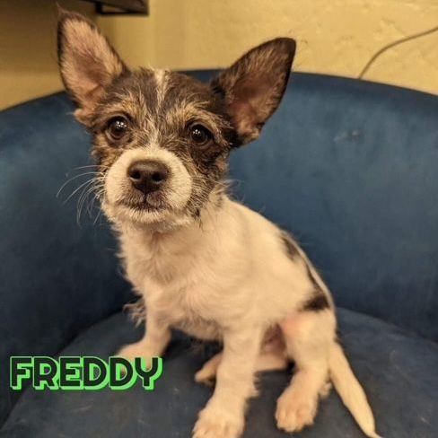 Enlarge Freddy, a Adoptable mixed breed in Gilbert, AZ image 2/2