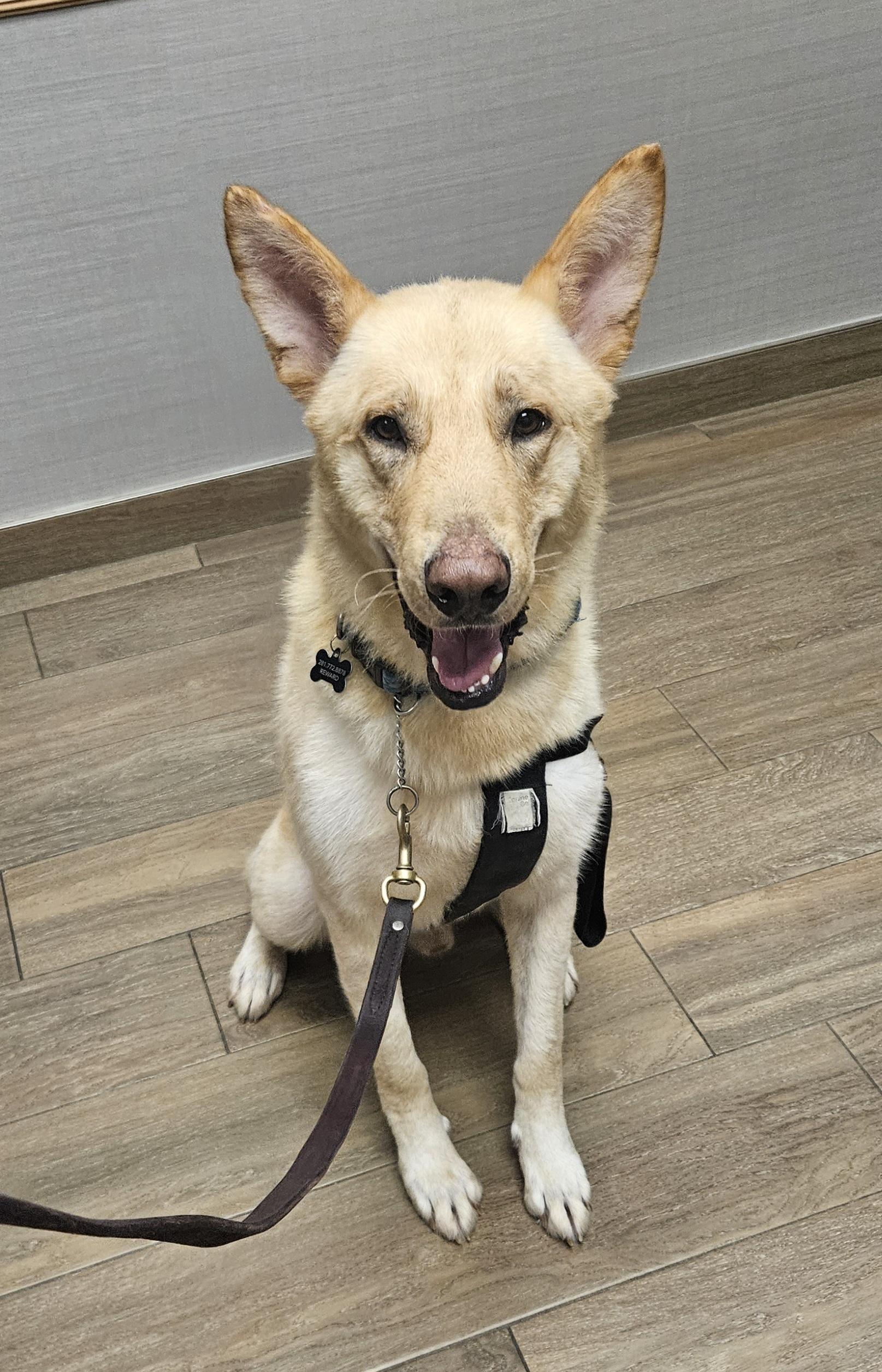 Fiver, a Adopted mixed breed in Hempstead, TX image 3/5