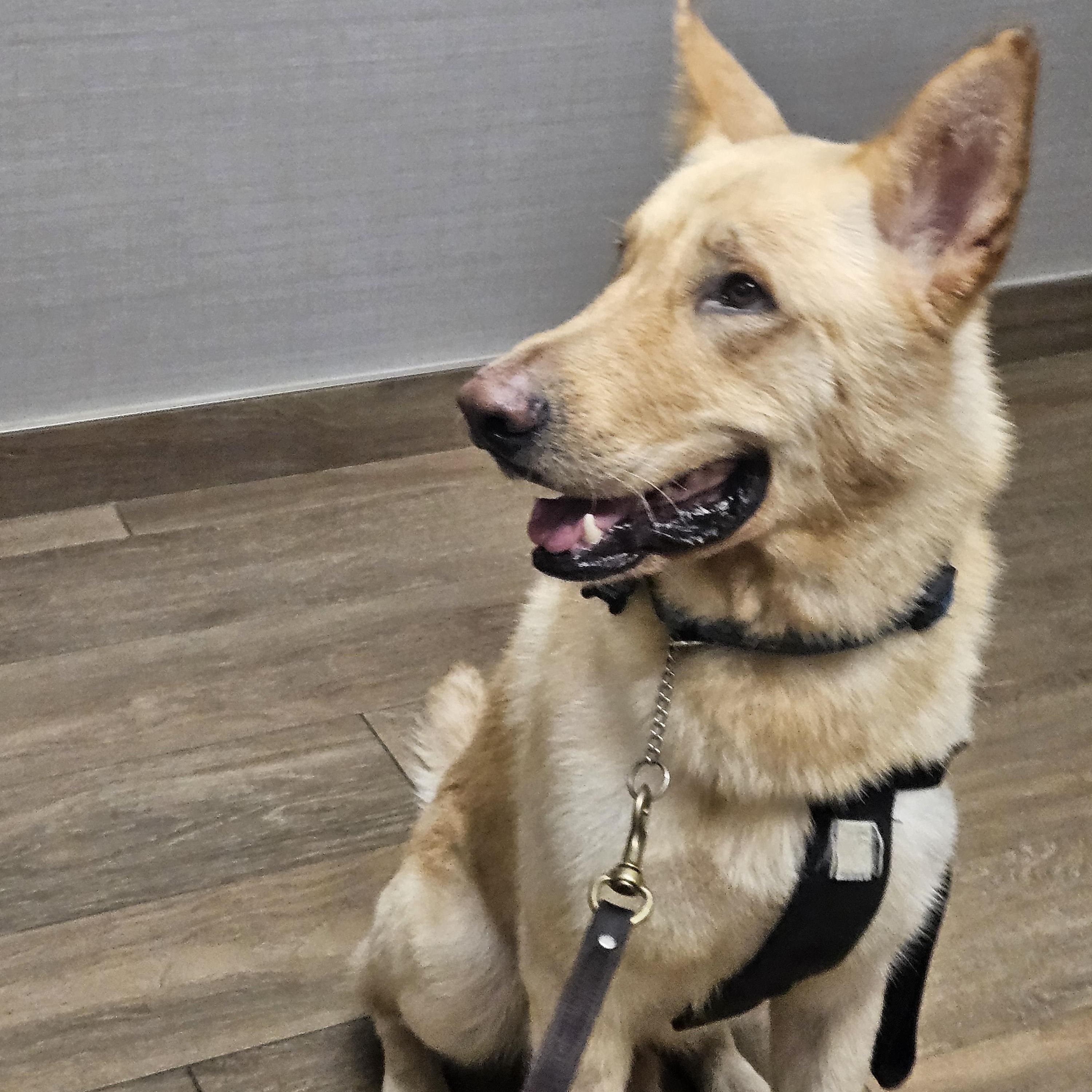 Fiver, a Adopted mixed breed in Hempstead, TX image 2/5