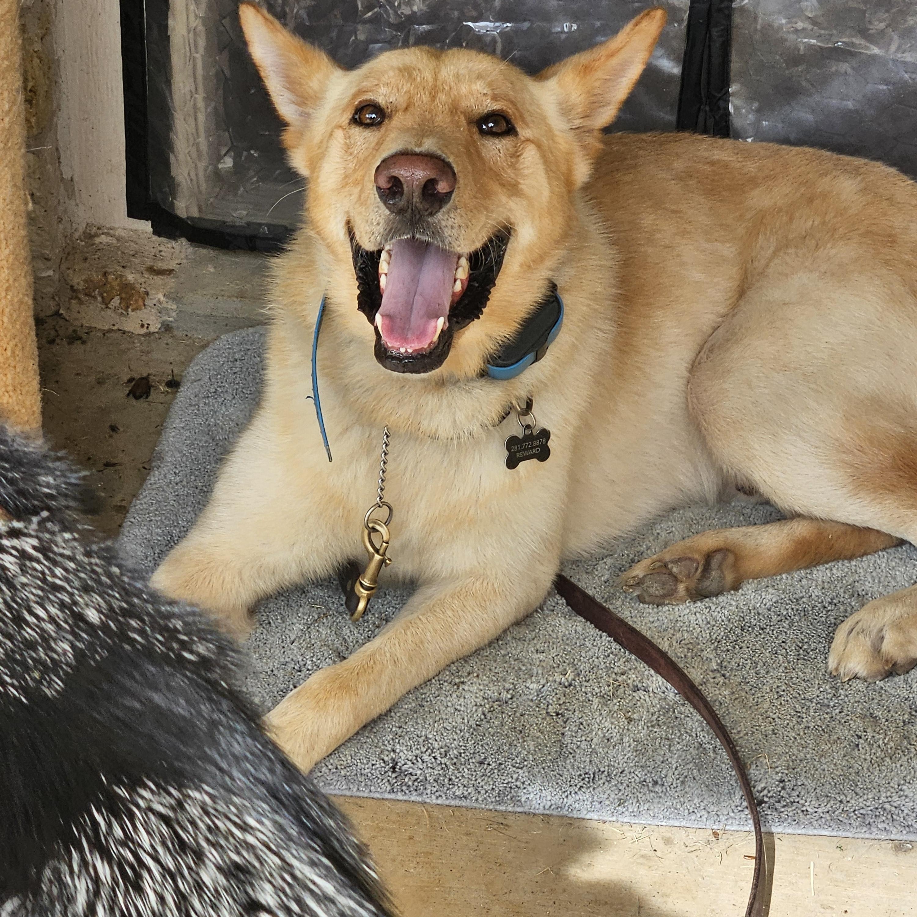 Fiver, a Adopted mixed breed in Hempstead, TX image 5/5