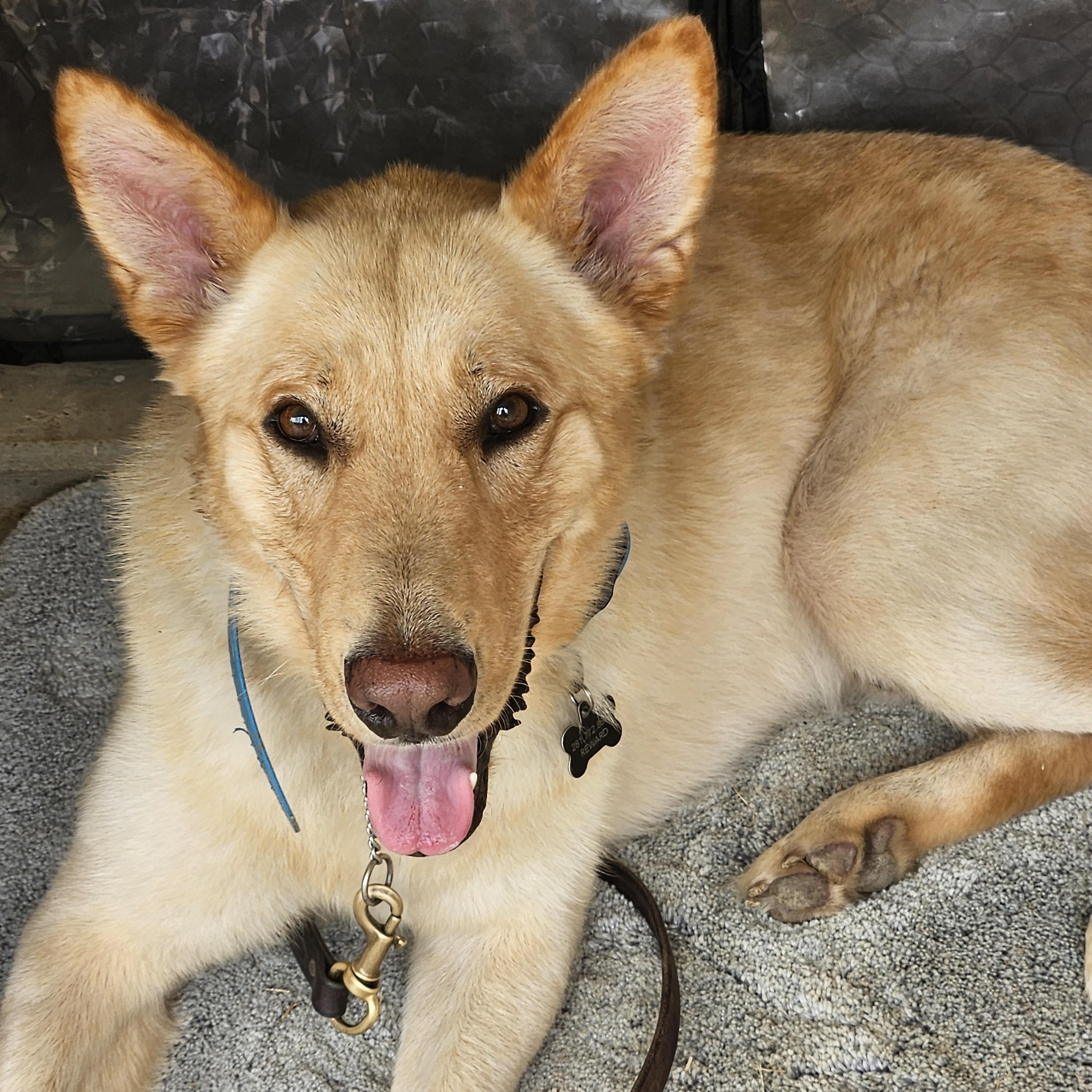 Fiver, Adopted, Adult Male German Shepherd Dog & Chow Chow.