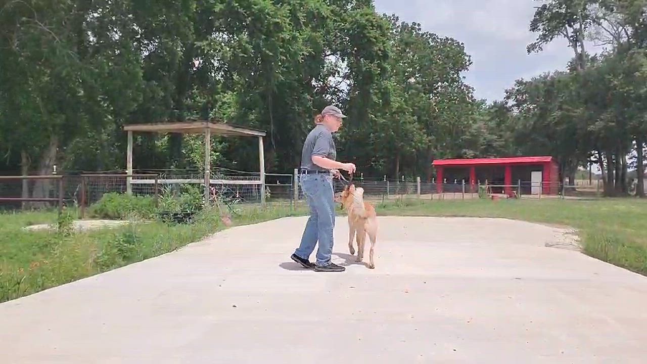 Enlarge Fiver, a Adopted mixed breed in Hempstead, TX video 4/5