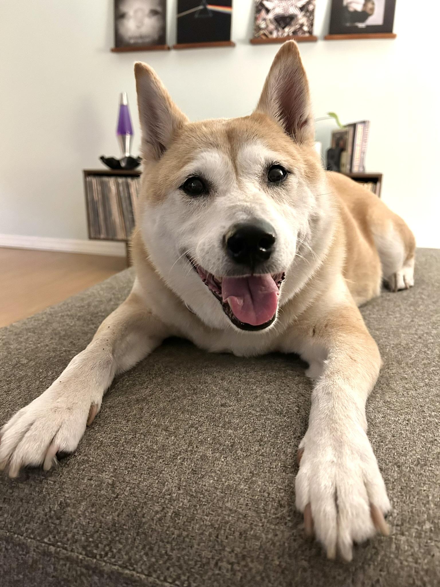 Enlarge Ronin, a Adoptable Shiba Inu in Plant City, FL image 2/3