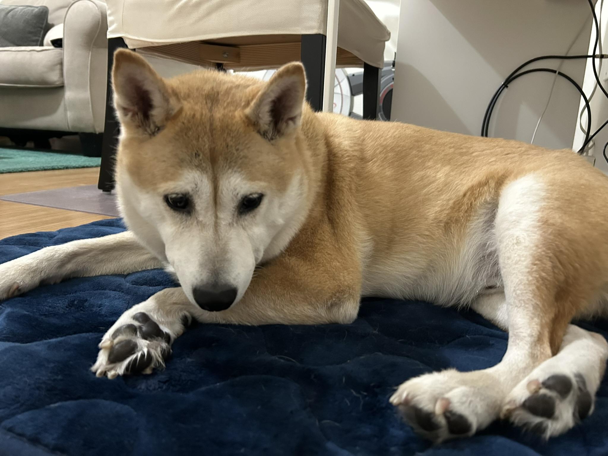 Enlarge Ronin, a Adoptable Shiba Inu in Plant City, FL image 3/3