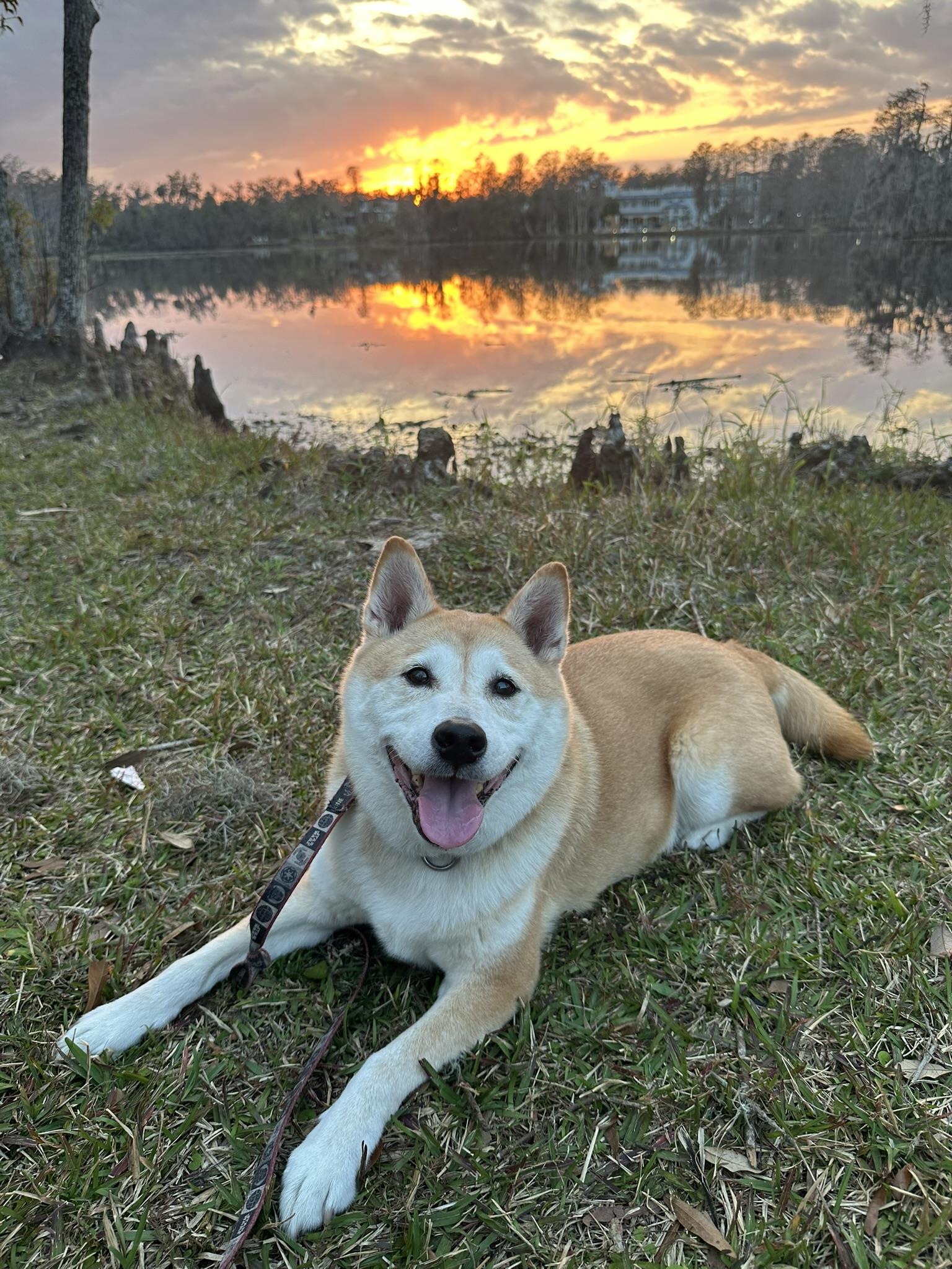 Enlarge Ronin, a Adoptable Shiba Inu in Plant City, FL image 1/3