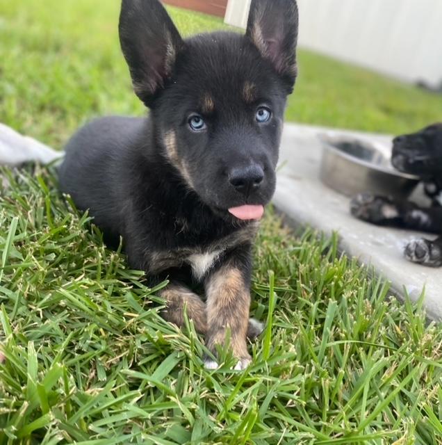 Enlarge Peanut, a Adopted Husky in Houston, TX image 1/1