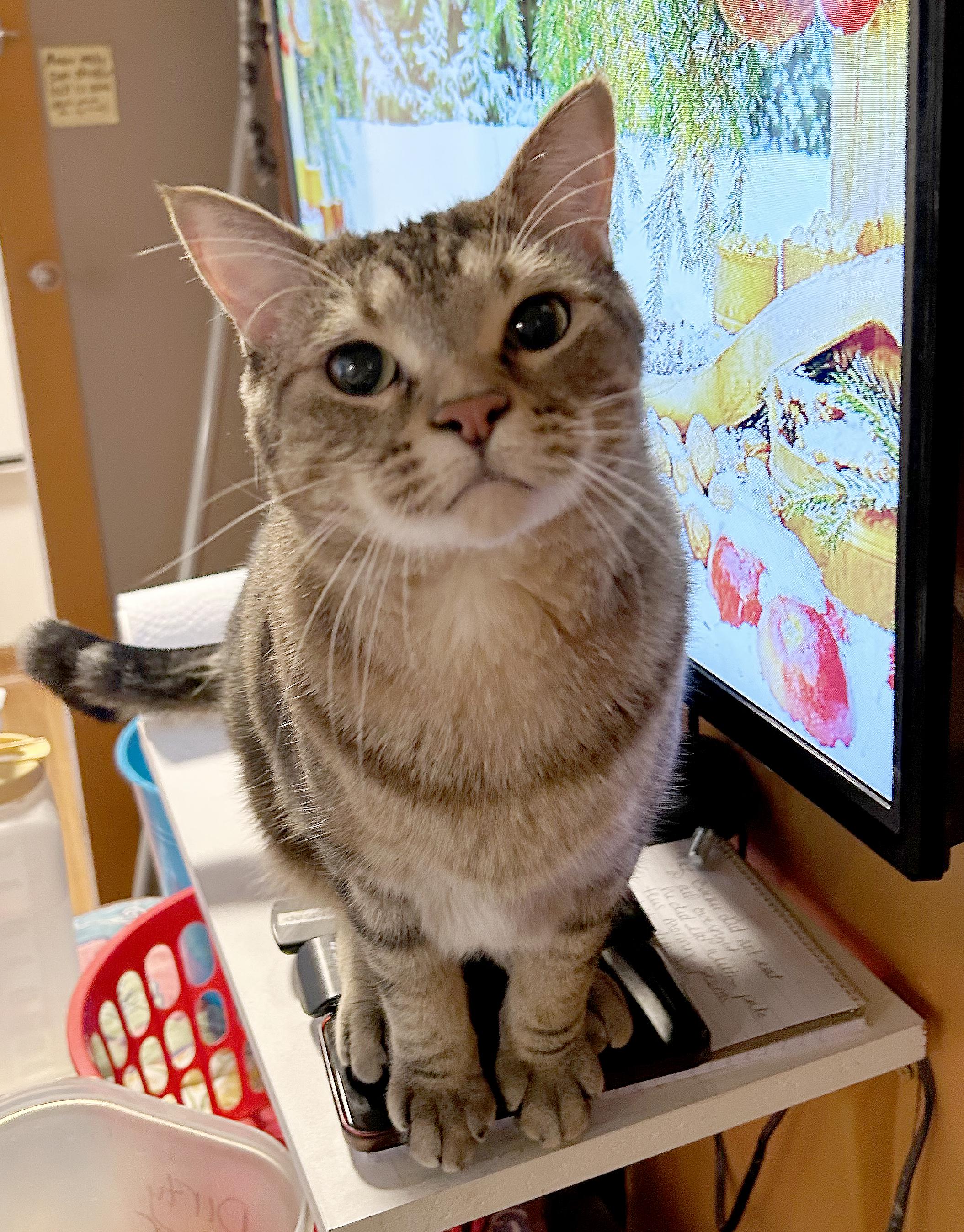 Reed, an adoptable Tabby in Parkville, MO image 4/6