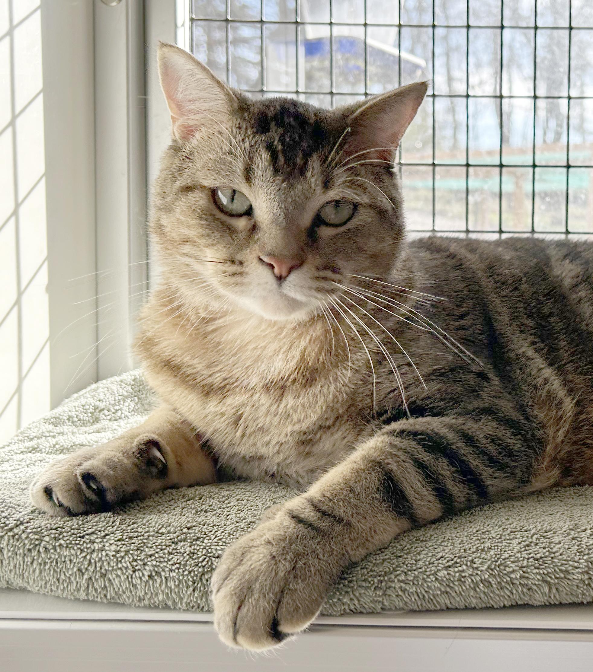 Reed, an adoptable Tabby in Parkville, MO image 1/6