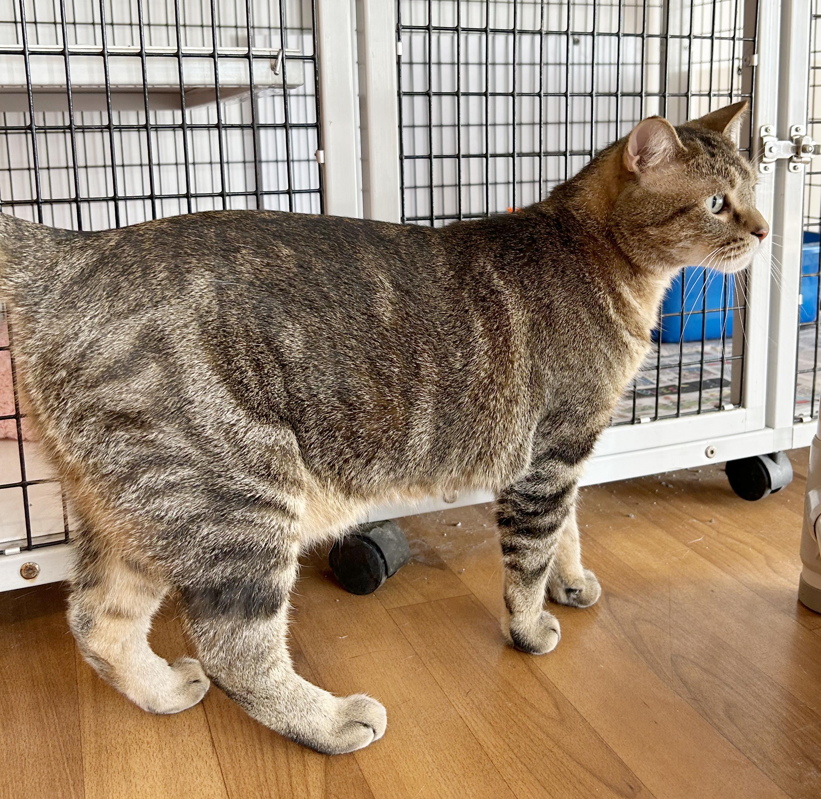 Reed, an adoptable Tabby in Parkville, MO image 5/6