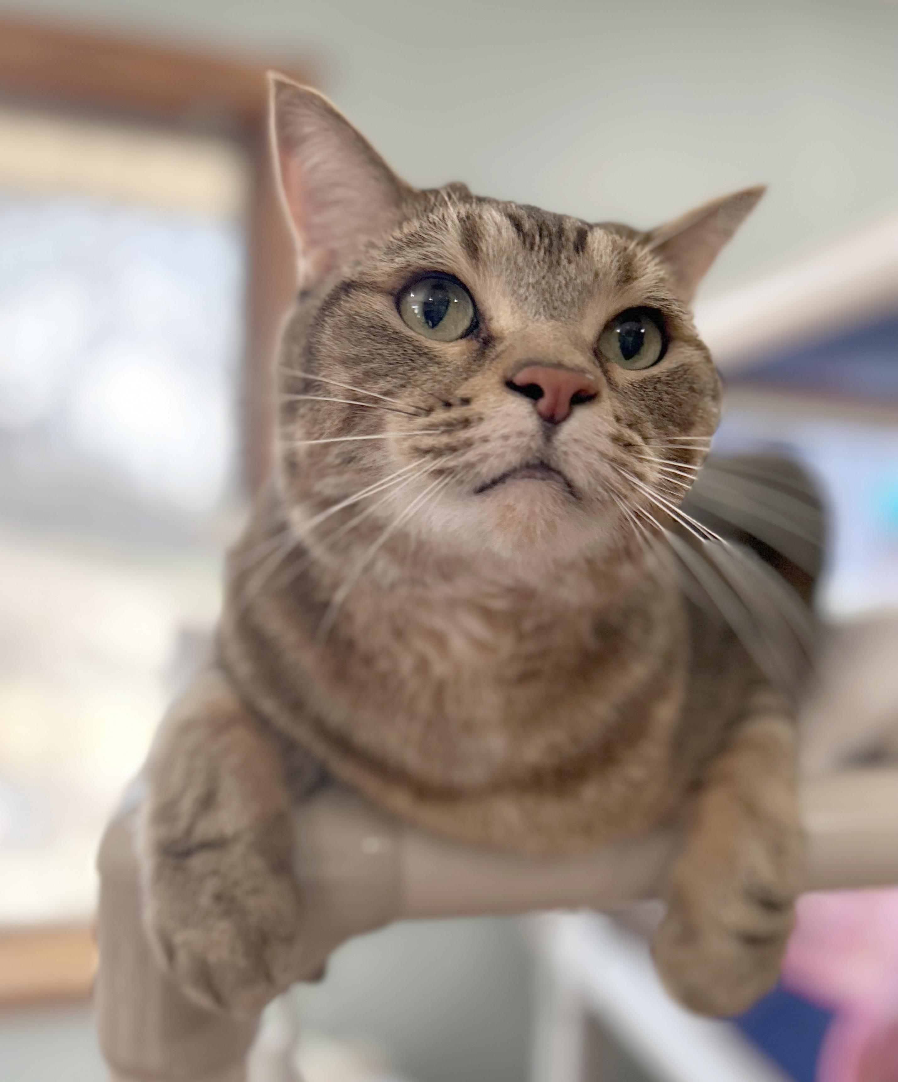 Reed, adoptable, Adult Male Tabby.