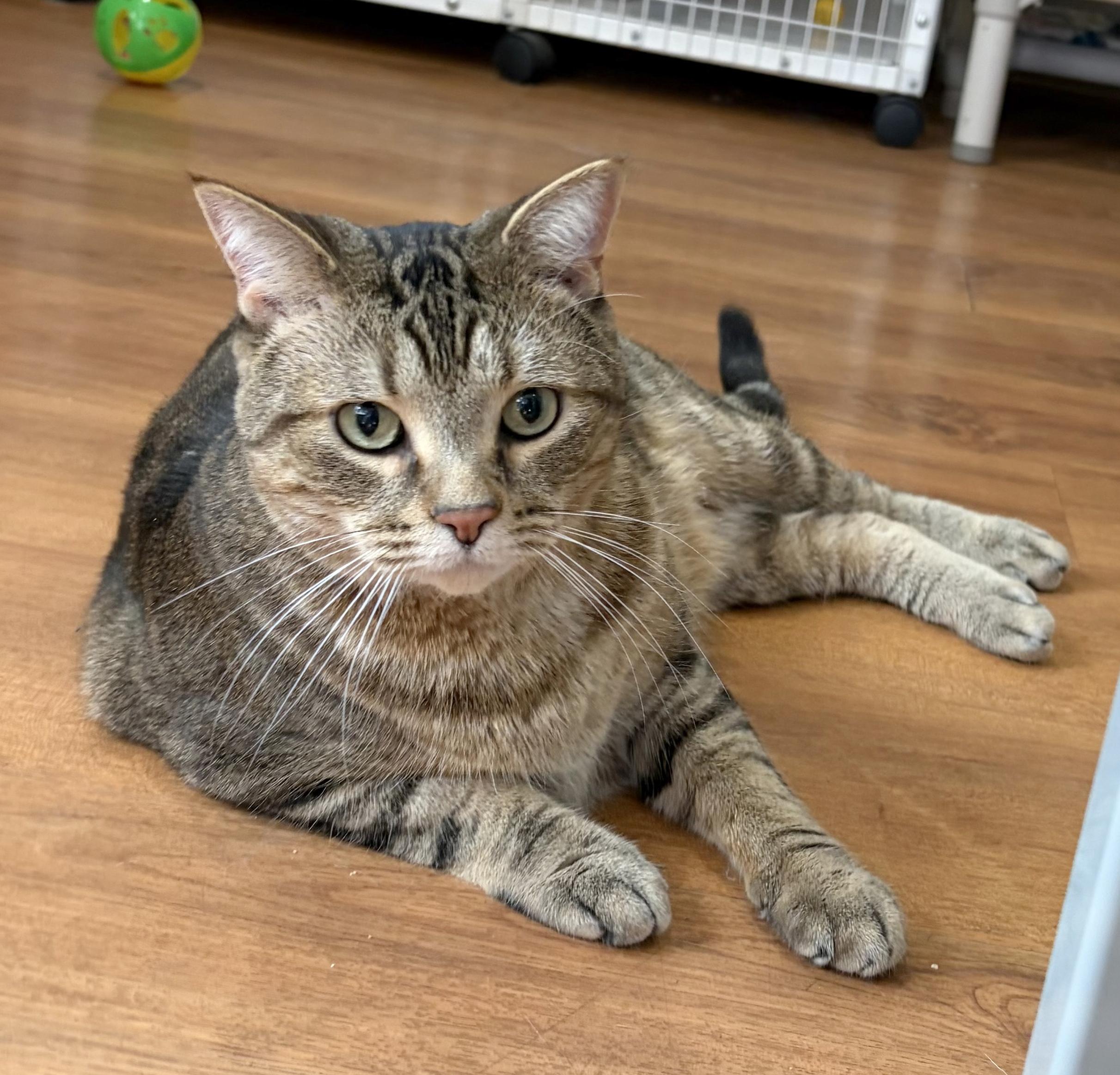 Reed, an adoptable Tabby in Parkville, MO image 2/6