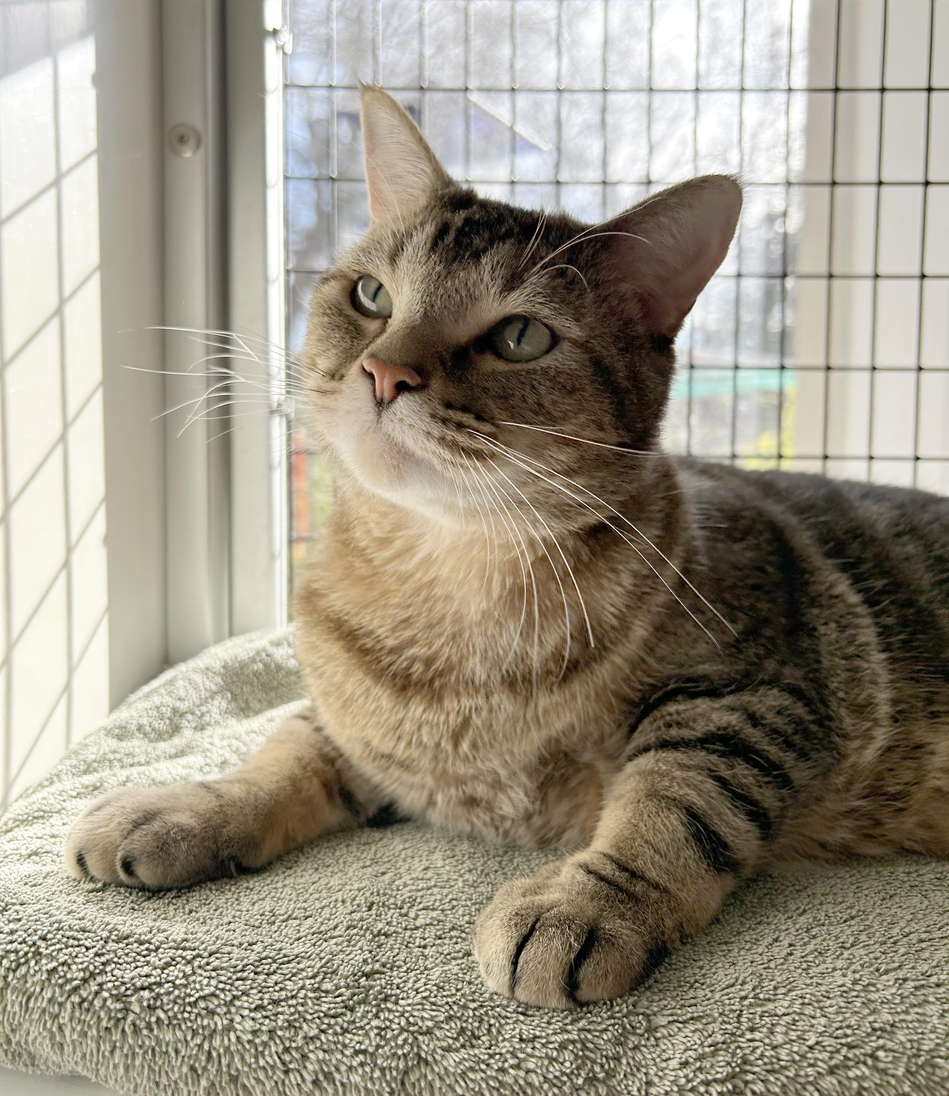 Reed, an adoptable Tabby in Parkville, MO image 3/6