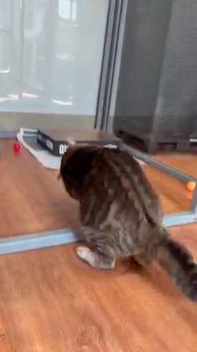 Enlarge Reed, an adoptable Tabby in Parkville, MO video 6/6