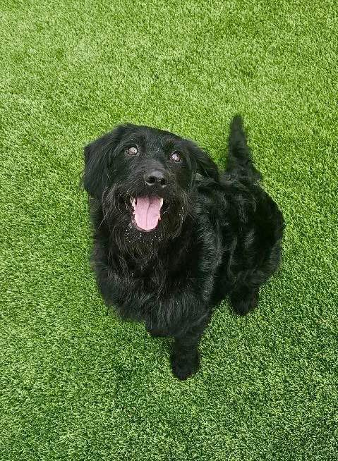 Talia , ADOPTABLE, Adult Female Standard Poodle.