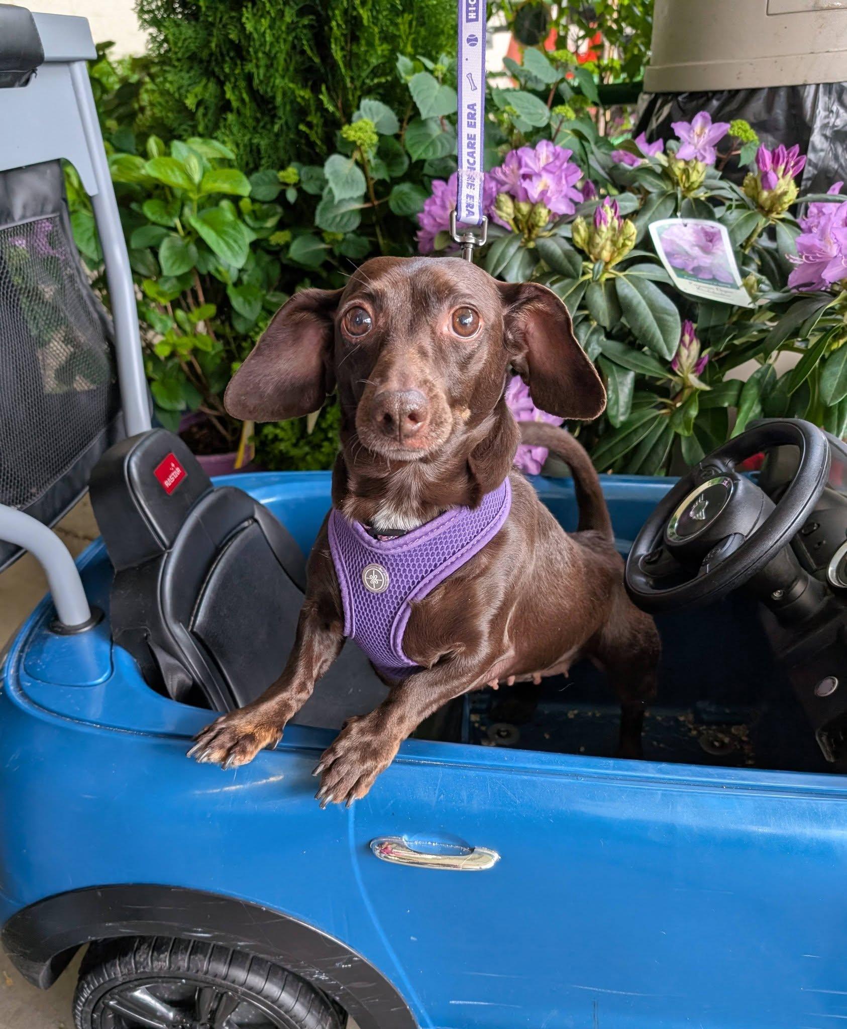 Emma, Adoptable, Adult Female Dachshund.