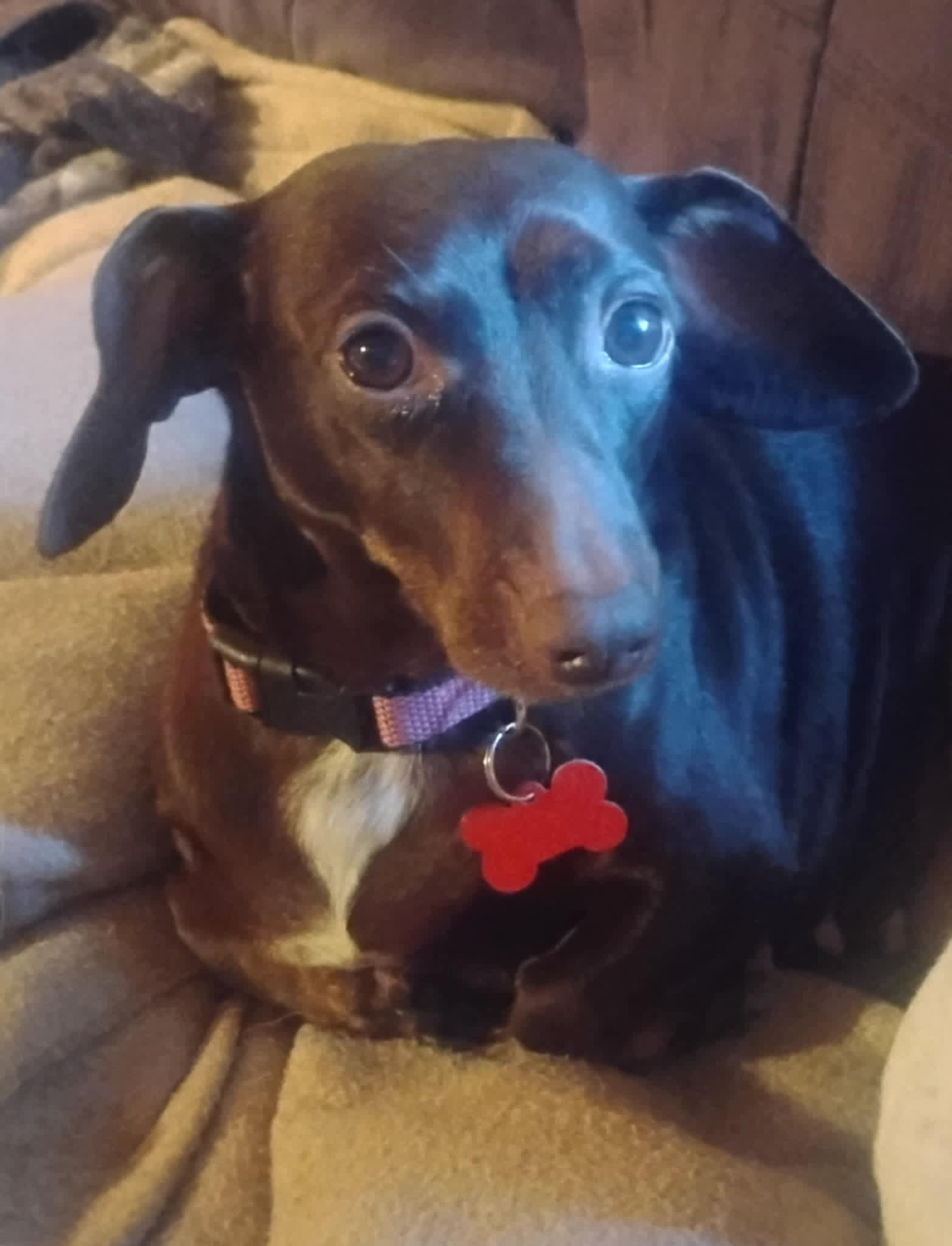 Enlarge Emma, a Adoptable Dachshund in Covington, WA image 2/2