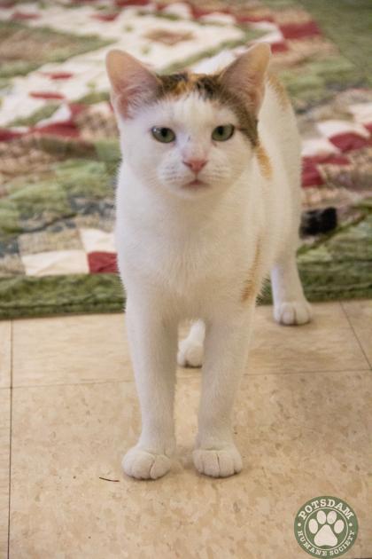 Topaz, Adult Female Domestic Short Hair