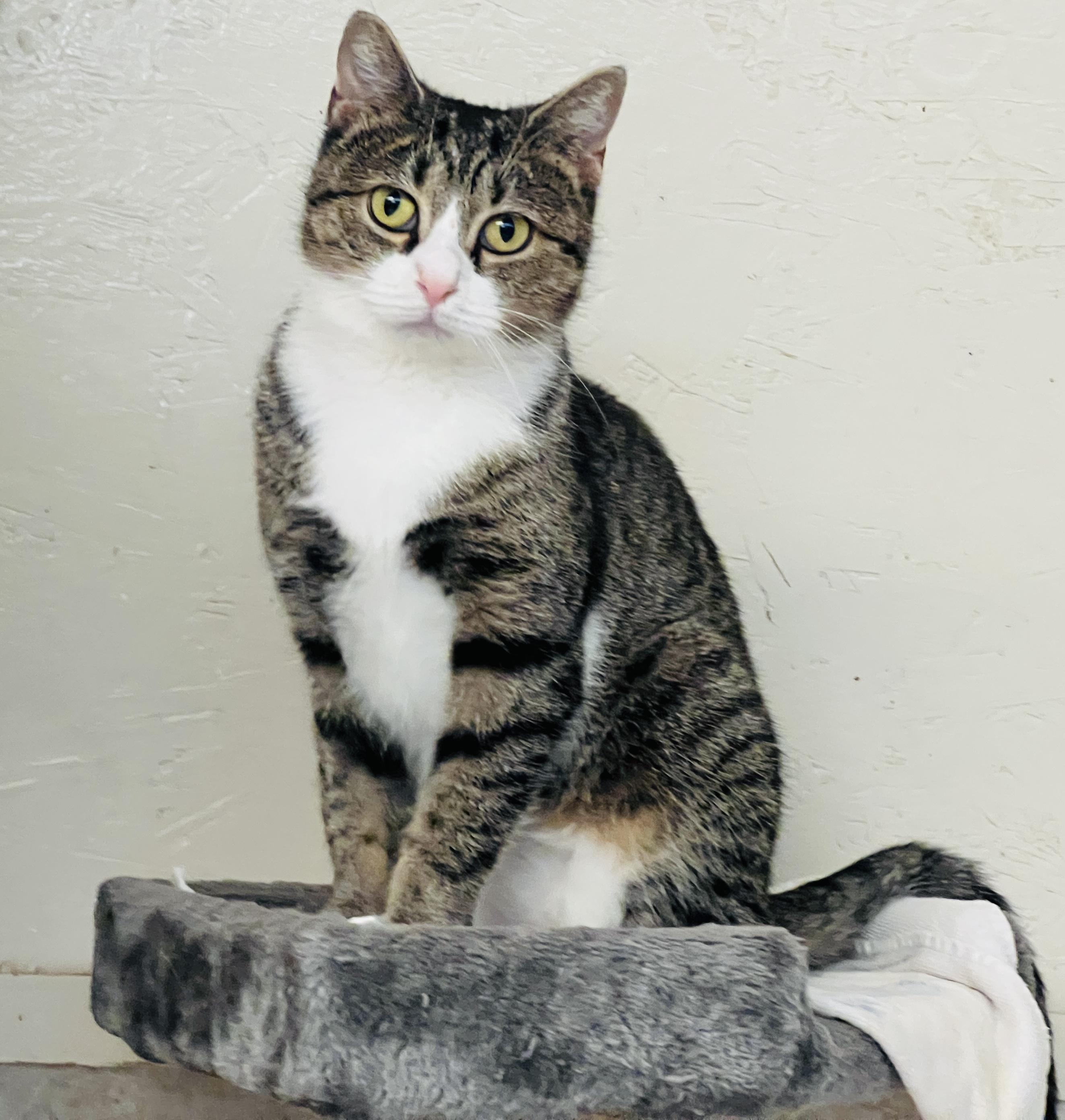 Brie — thumbnail 2