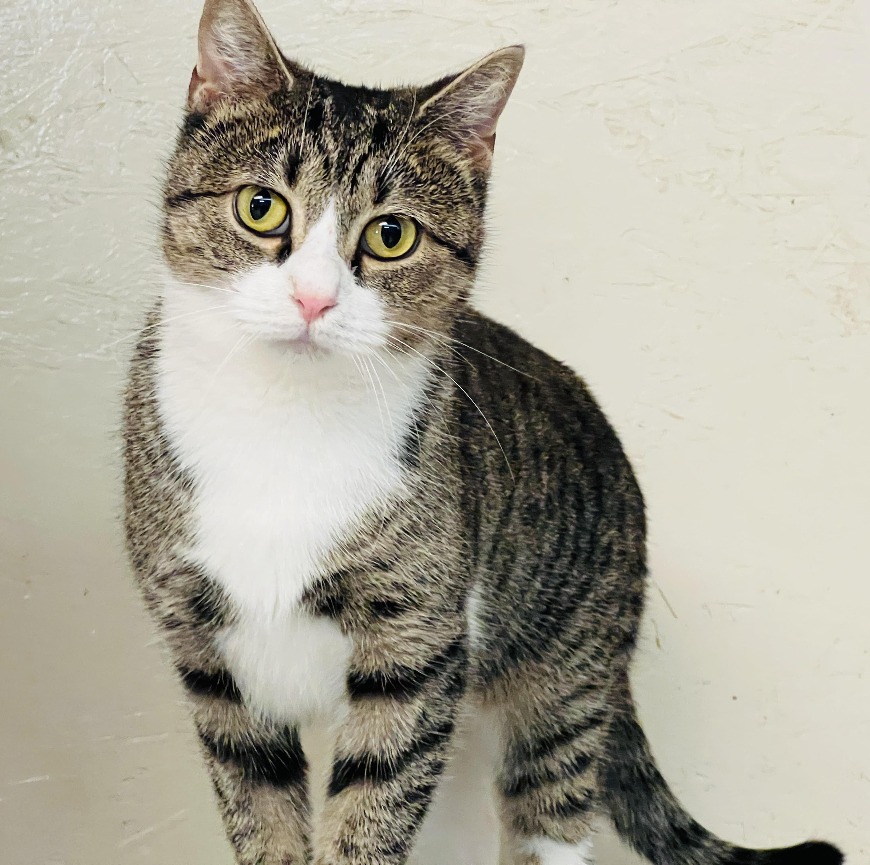 Brie — thumbnail 4