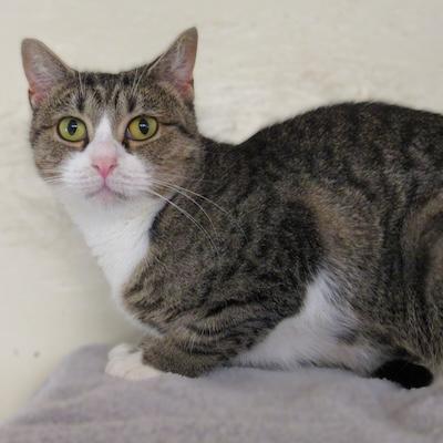 Brie — thumbnail 5