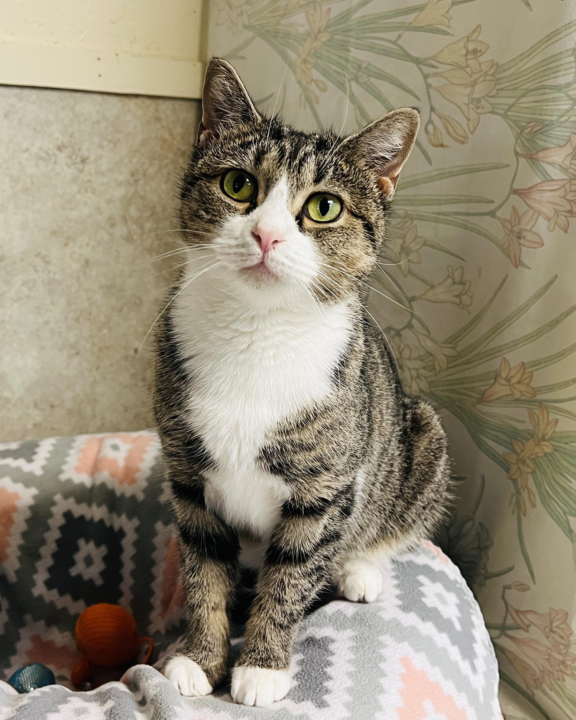 Brie — thumbnail 6