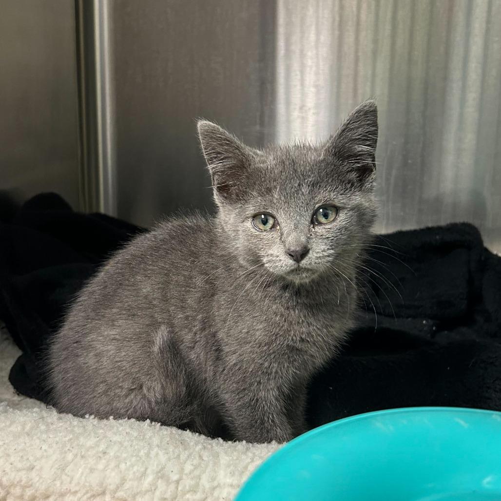 French Broad, a Adoptable Domestic Short Hair in Waynesville, NC image 1/3